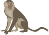 Monkey Vector Art | Animal Vector Design | Capuchin Monkey | PDF PNG Monkey  – DigitEMB